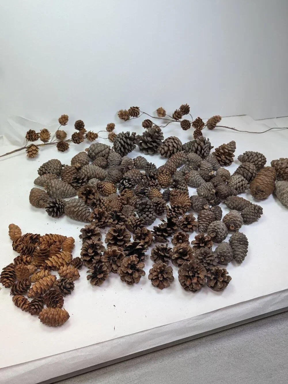 Huge 130+ Pc Botanical Craft Supply Lot Sweetgum Lotus Pods Acorns Pinecones